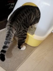 たまちゃんの猫砂変えてみた(サンプル記事01)